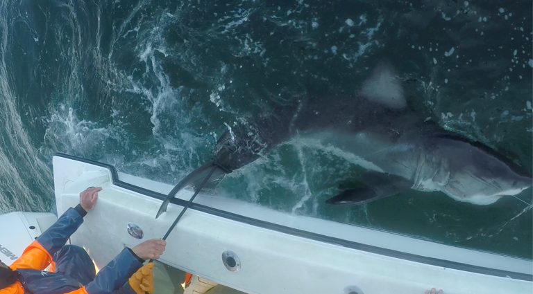 Young great white shark 'Nori' marks major milestone off New Jersey ...