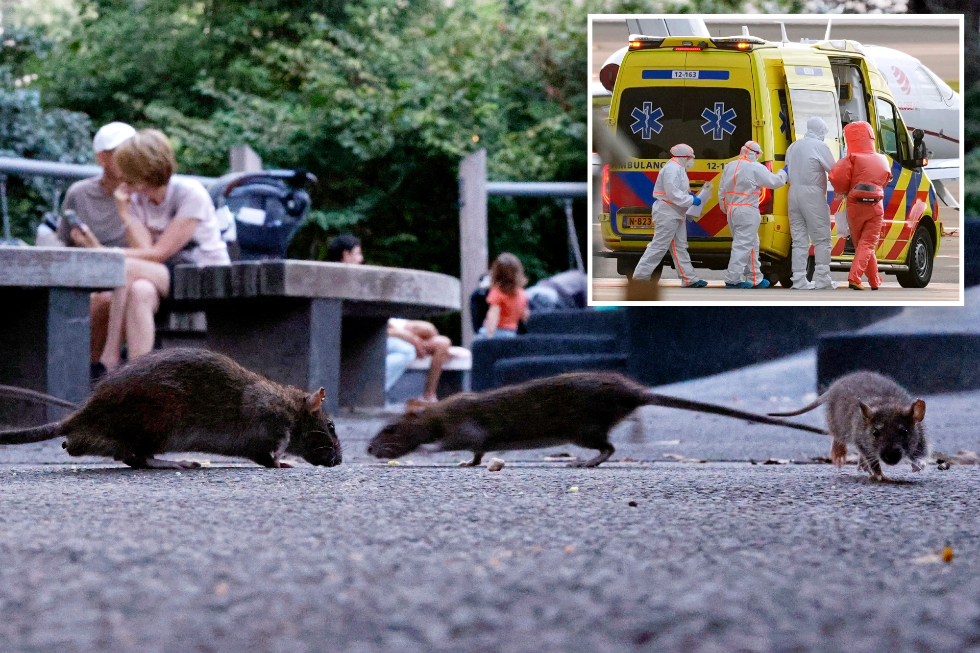 Can subway rats give New Yorkers hantavirus? Only if you do something ...