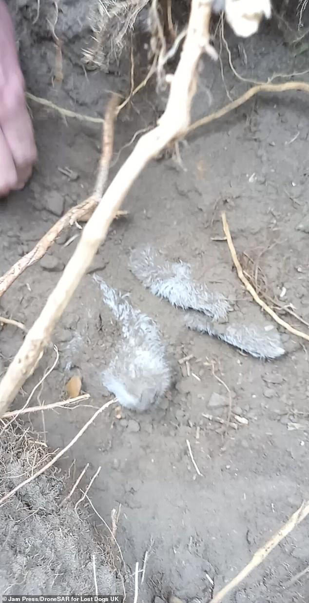 Bravest little terrier found alive after two days suffocating in mud