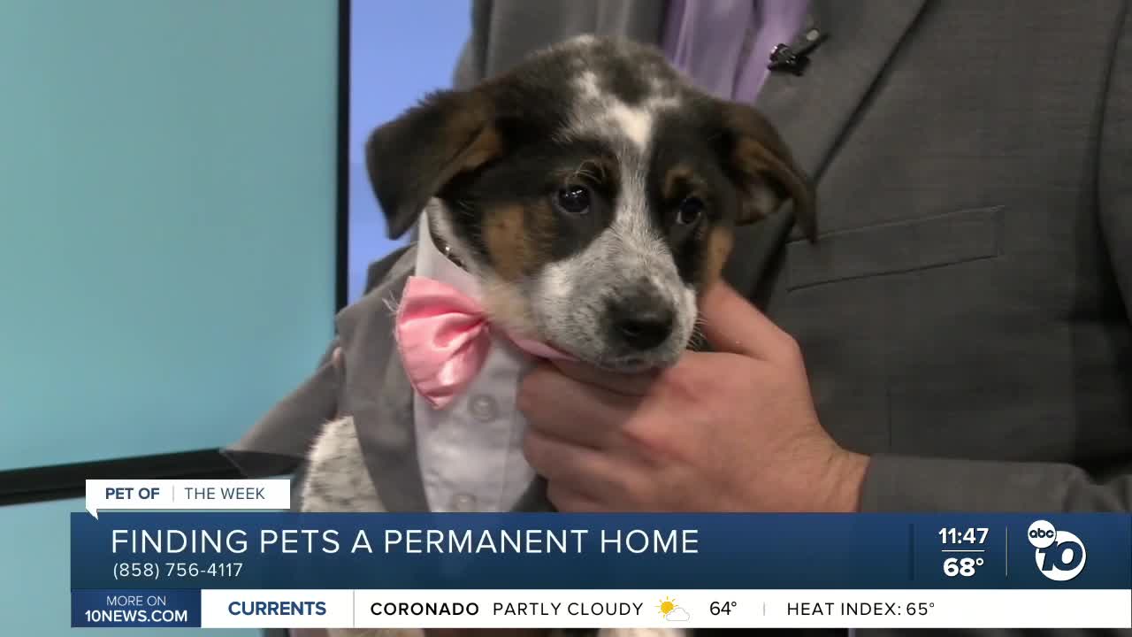 10News pet of the week: Rusty