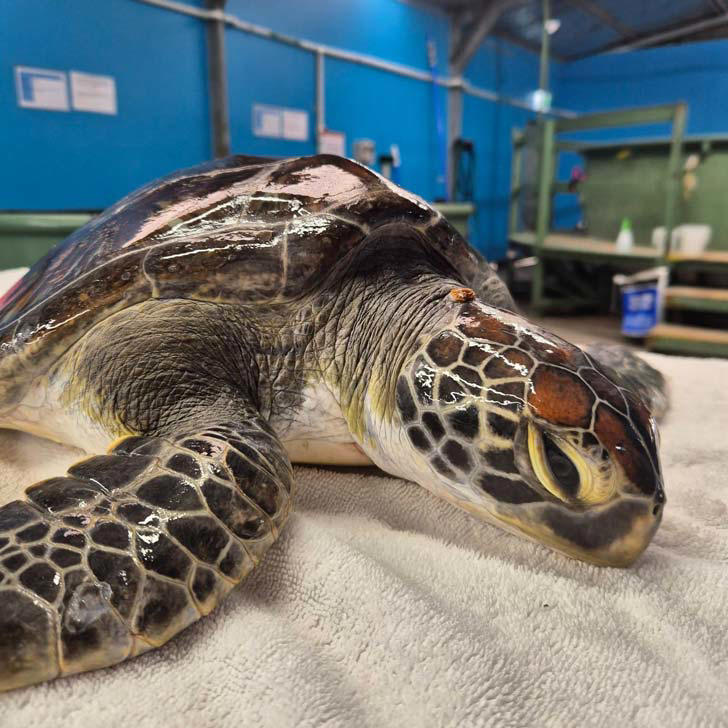 Beachgoer finds sea turtle stranded, so covered in barnacles she couldn ...