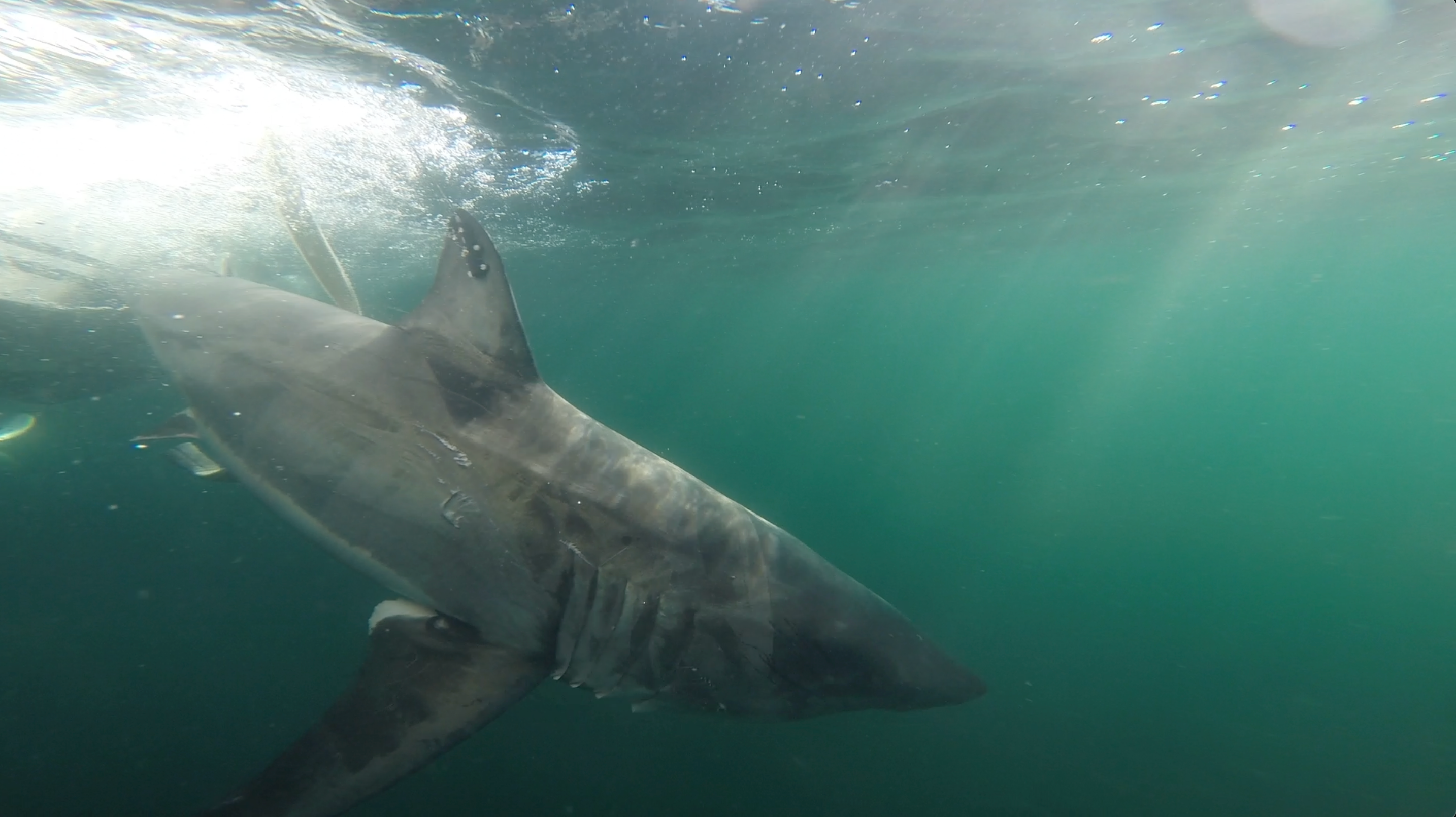 Young great white shark 'Nori' marks major milestone off New Jersey ...