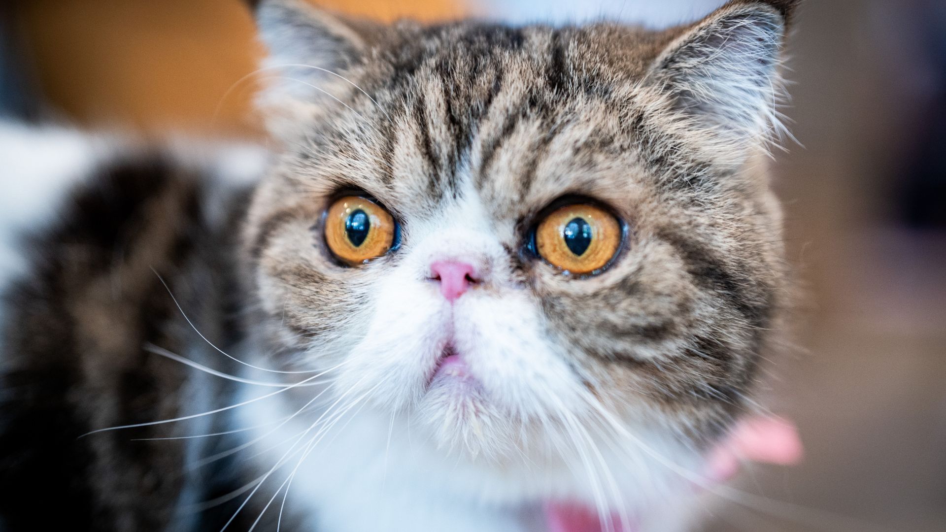 the-most-popular-cat-breeds-for-feline-fans
