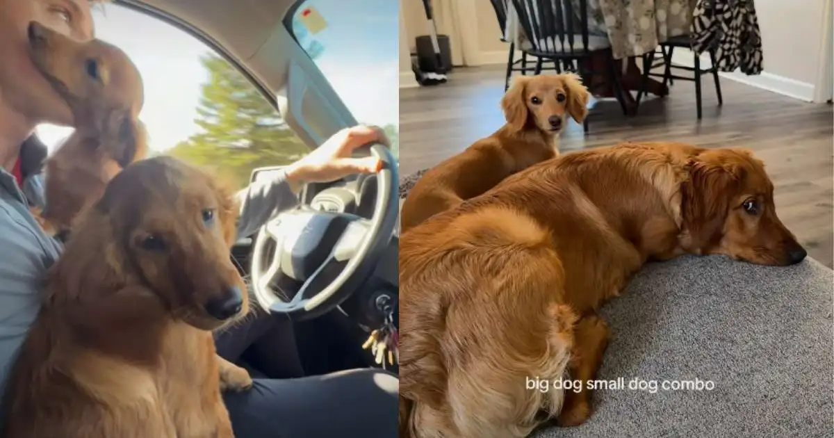 Golden retriever & dachshund nail 'big dog small dog combo'