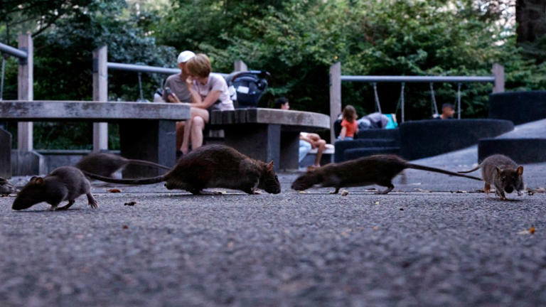 Can subway rats give New Yorkers hantavirus? Only if you do something ...