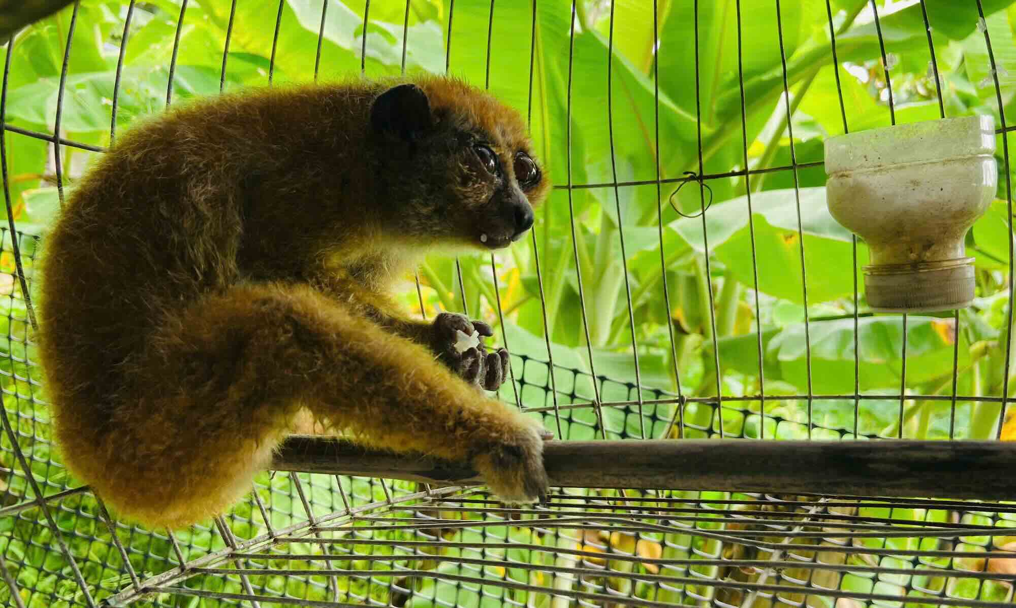 Cu li nhỏ quý hiếm lạc vào nhà dân