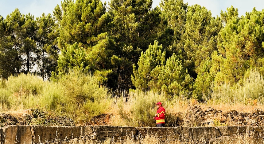 Cerca 10 mil quilómetros de caminhos florestais desobstruídos diz ...
