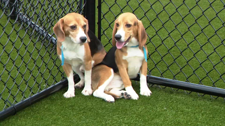 Beagles rescued from research lab finding forever homes in Bay Area