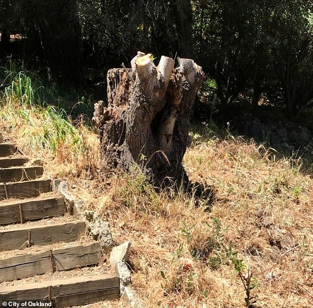 California couple hit with staggering fine for cutting down trees on ...