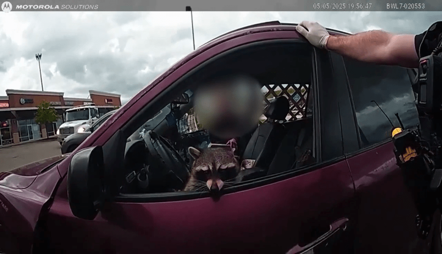 One year later: What happened to raccoon found with meth pipes?