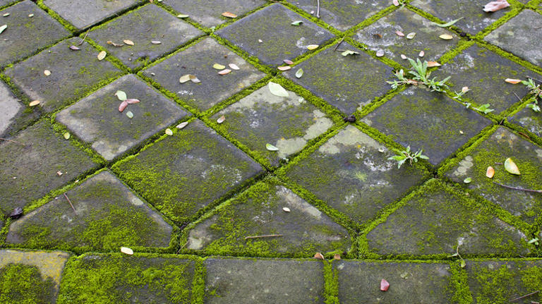 The quick and easy way to get rid of moss growing in cracks