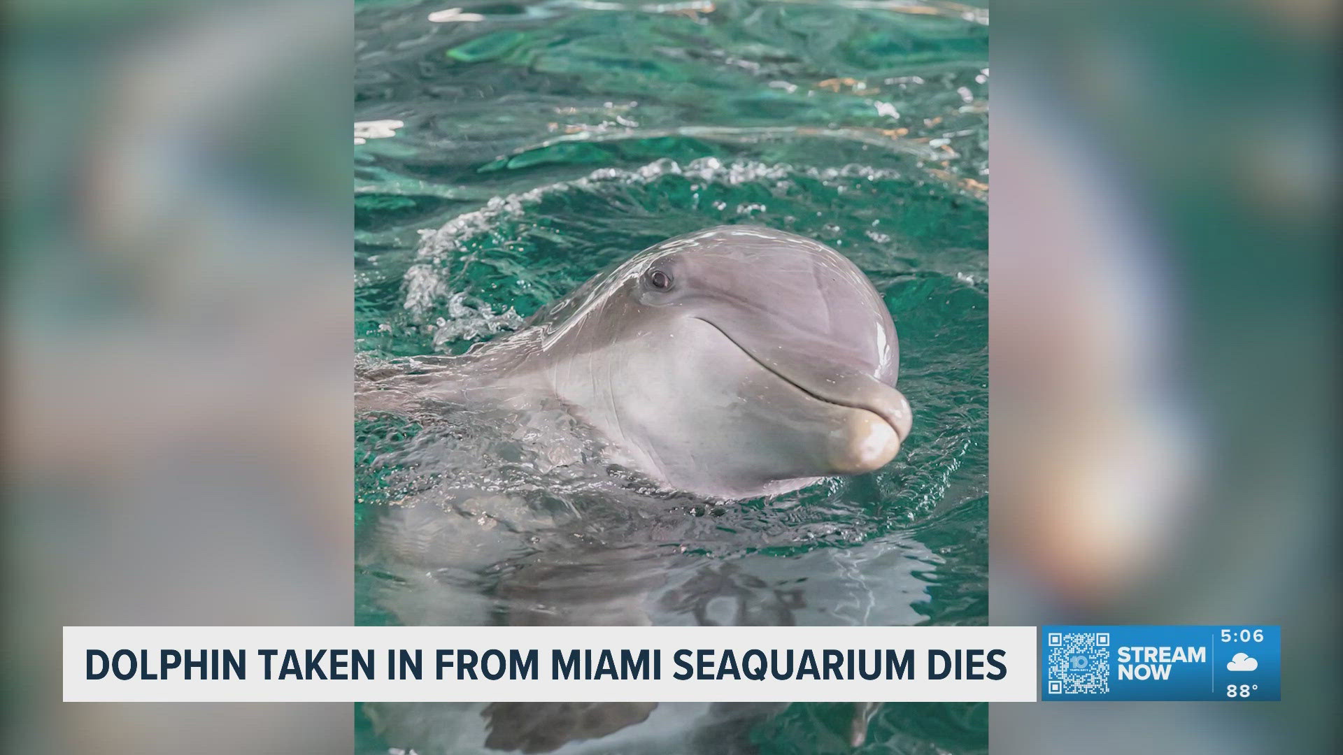 Star the dolphin passes away at Clearwater Marine Aquarium