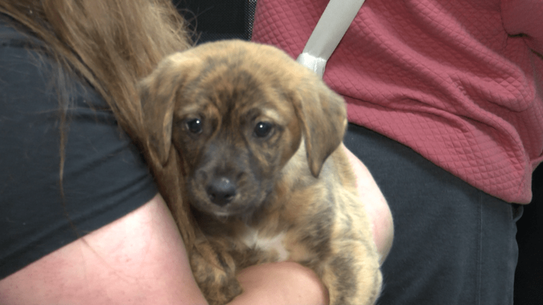 Local humane society working through a busy season