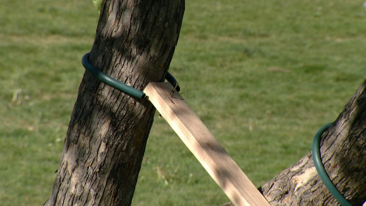 It takes a village — and some ropes — to raise a tree in Boulder