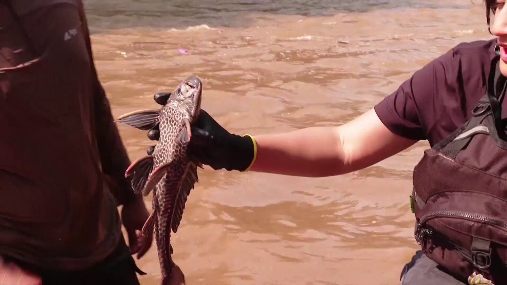 Invasive “janitor fish” take over Jakarta’s polluted rivers