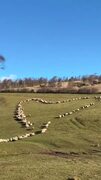 Flock forms heart shape in field