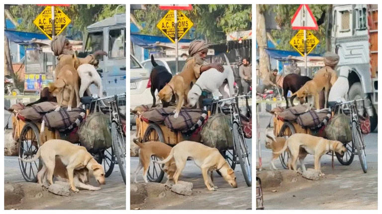 Viral video of elderly man riding rickshaw with five dogs melts ...