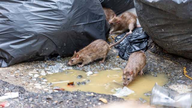 'Flies, rats, waste, and foul odors': US oil blockade triggers waste ...