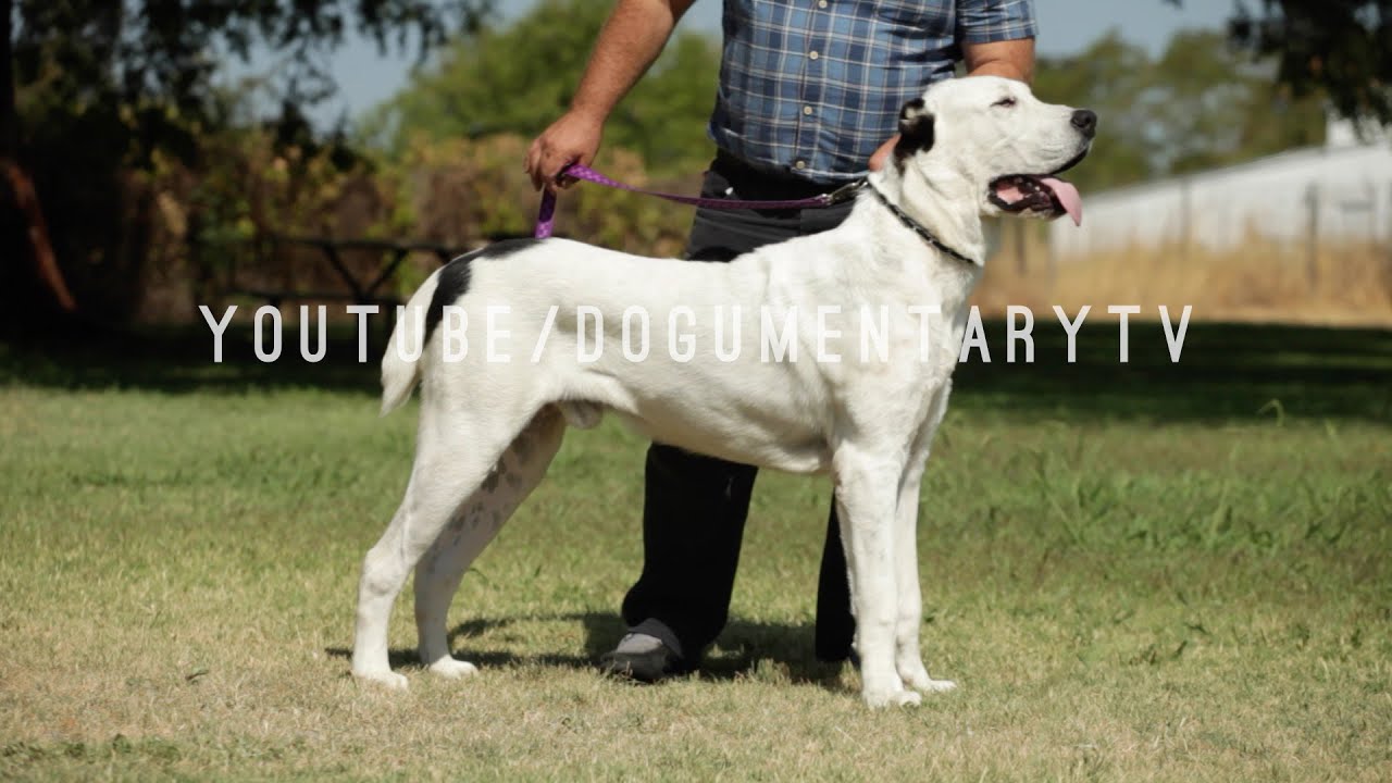 alabai-dogs-the-great-central-asian-shepherds