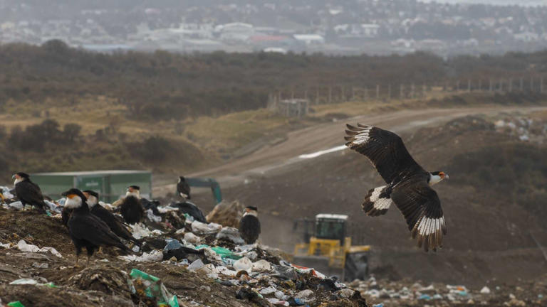 El basurero de Ushuaia, uno de los puntos que rastrea Argentina por el ...