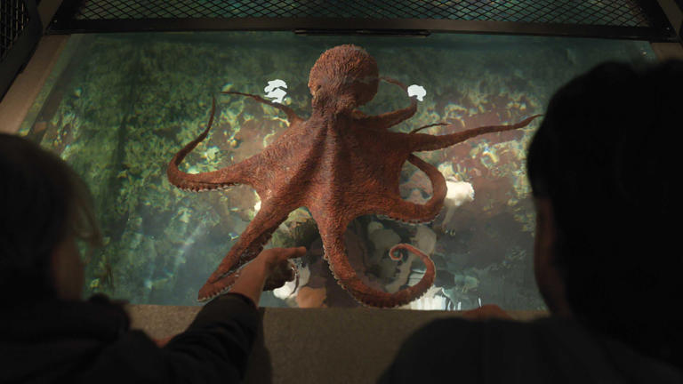 Remarkably Bright Creatures Ending Explained: Who's Cameron's Dad & What It  Means For Tova