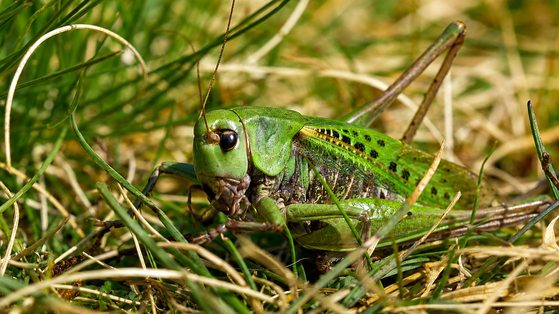 This insect didn’t notice the camera nearby