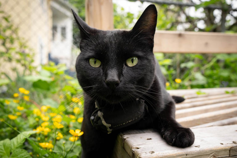 'Team Nigel' rallies behind East Vancouver cat after complaint about ...