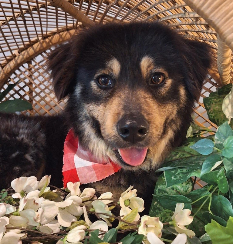 Pet of the week: Sweet and gentle Boone needs love and companionship