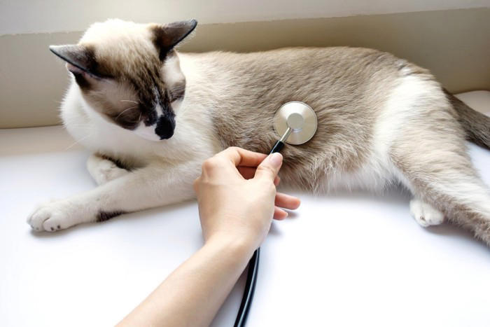 食事療法だけでは改善しない？猫の『難治性腸疾患』新たな治療の可能性と研究結果を獣医が解説