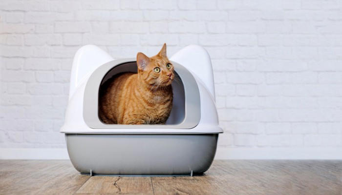 食事療法だけでは改善しない？猫の『難治性腸疾患』新たな治療の可能性と研究結果を獣医が解説