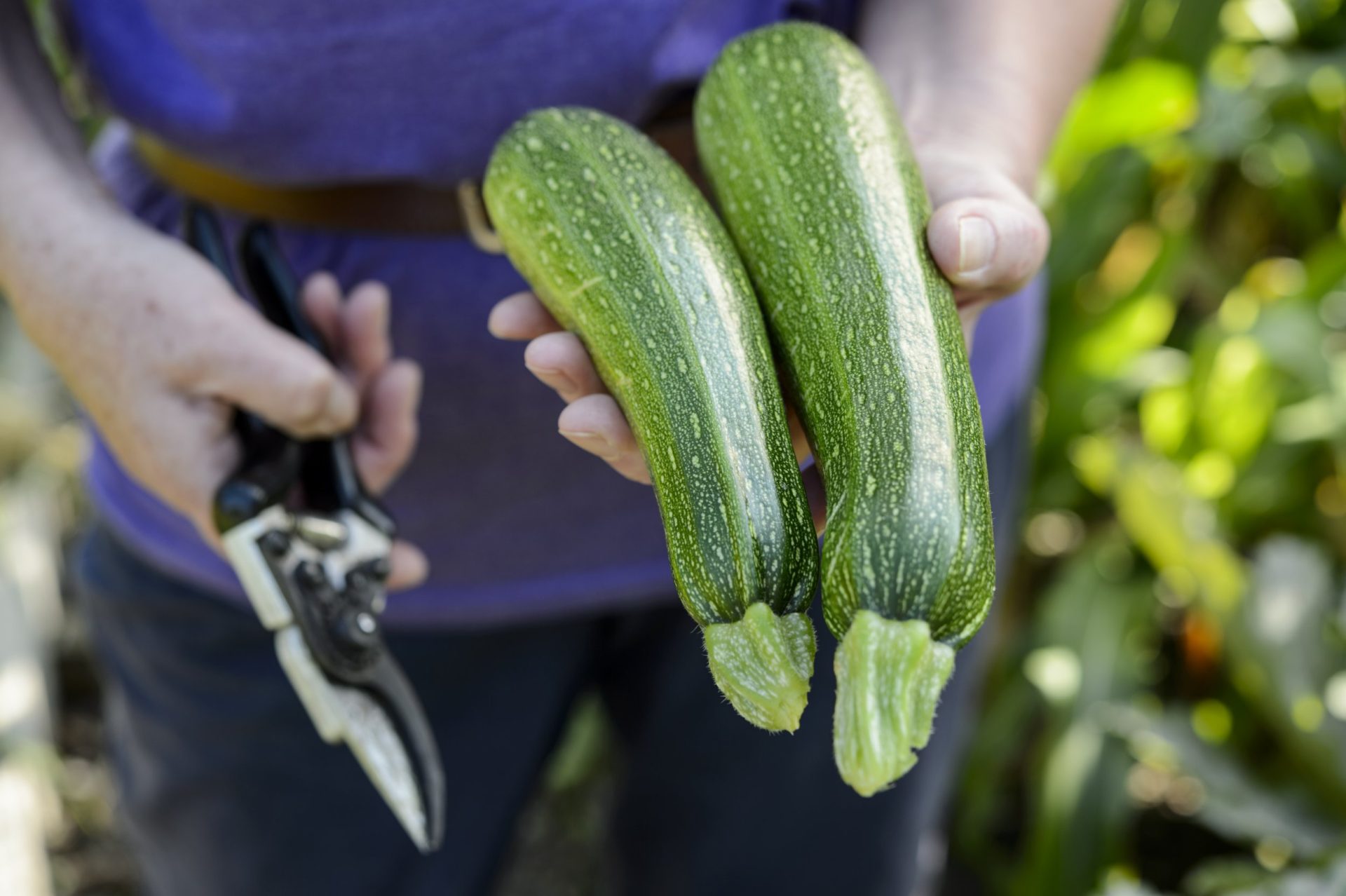 An expert’s guide to growing beginner-friendly herbs and vegetables