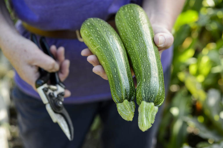 An expert’s guide to growing beginner-friendly herbs and vegetables