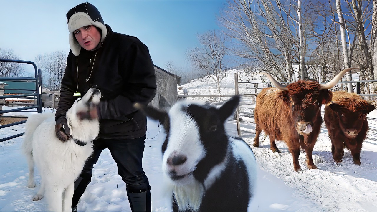 How this Vermont farm survives -26 degree cold