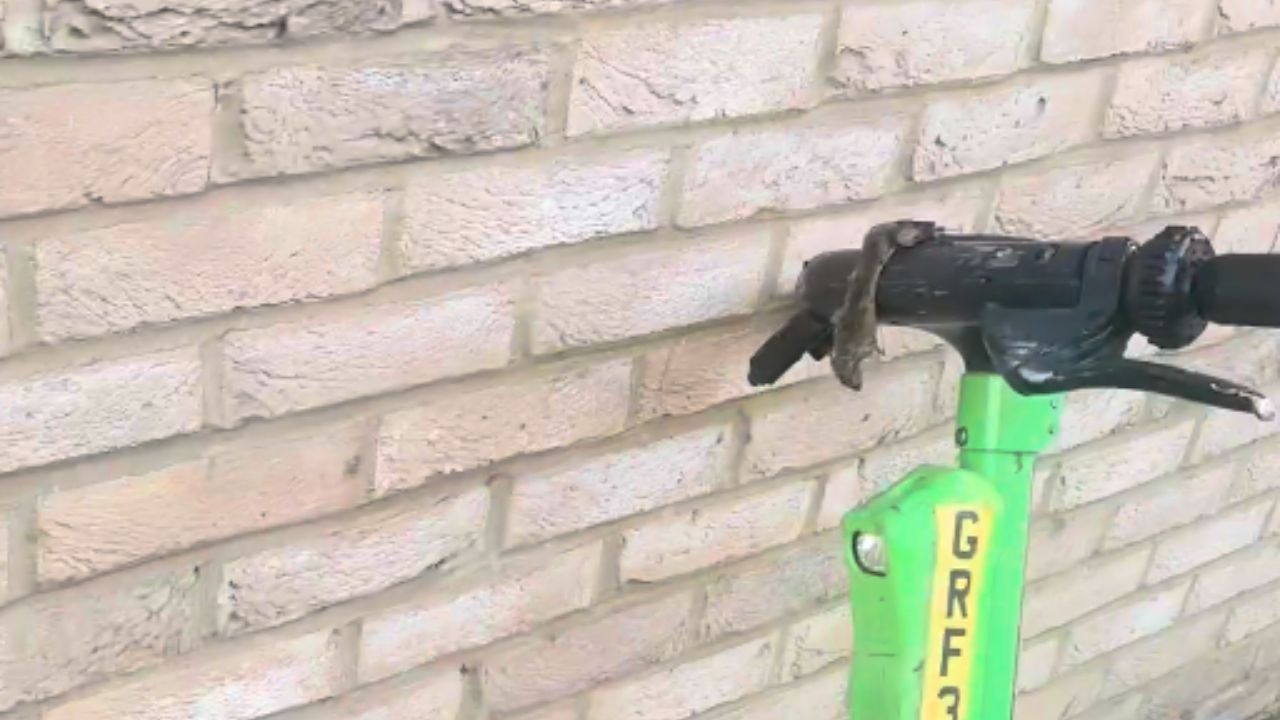 Lime scooter picks up an unlikely passenger