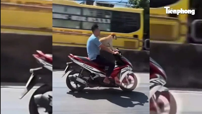 Người đầu trần chạy xe máy chở chó đội mũ bảo hiểm trên quốc lộ gây xôn xao