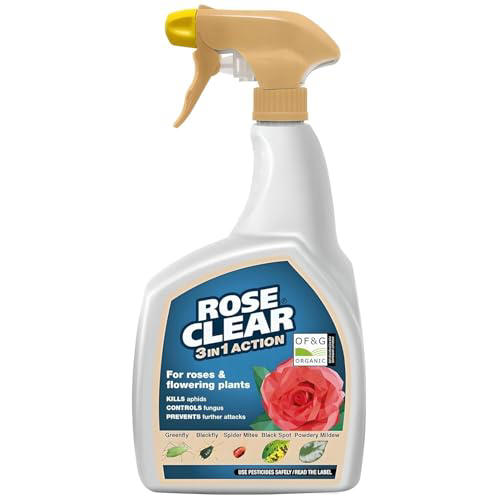 Treat fungal black spot infecting your roses with this expert advice ...