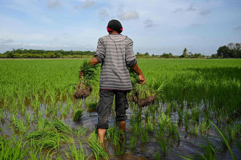 A worker carries rice saplings to plant in a field in Sekinchan, Malaysia's Selangor state, in September 2021. Photo: AFP