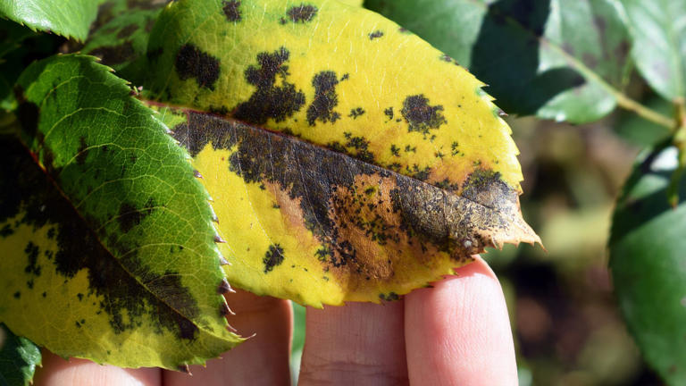 Treat fungal black spot infecting your roses with this expert advice ...