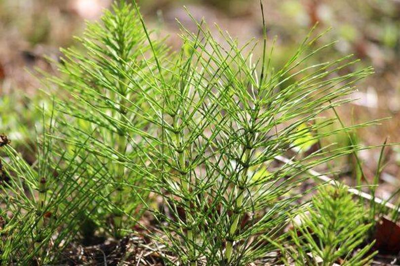The 'most frustrating plant in Irish gardens' will spread if you make ...