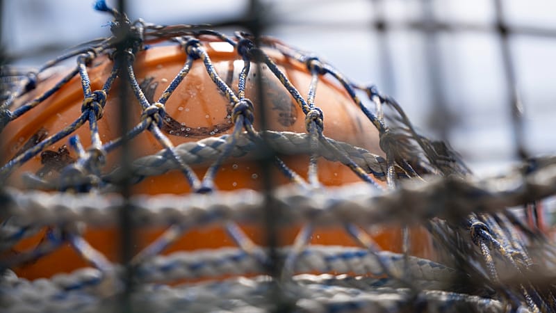 Tracker, Tod und Tierquälerei: Experten rechnen mit 