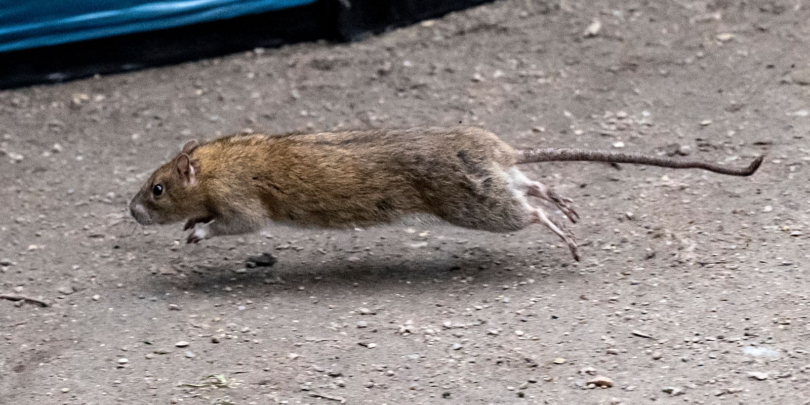 Råtta gjorde tusentals skåningar strömlösa