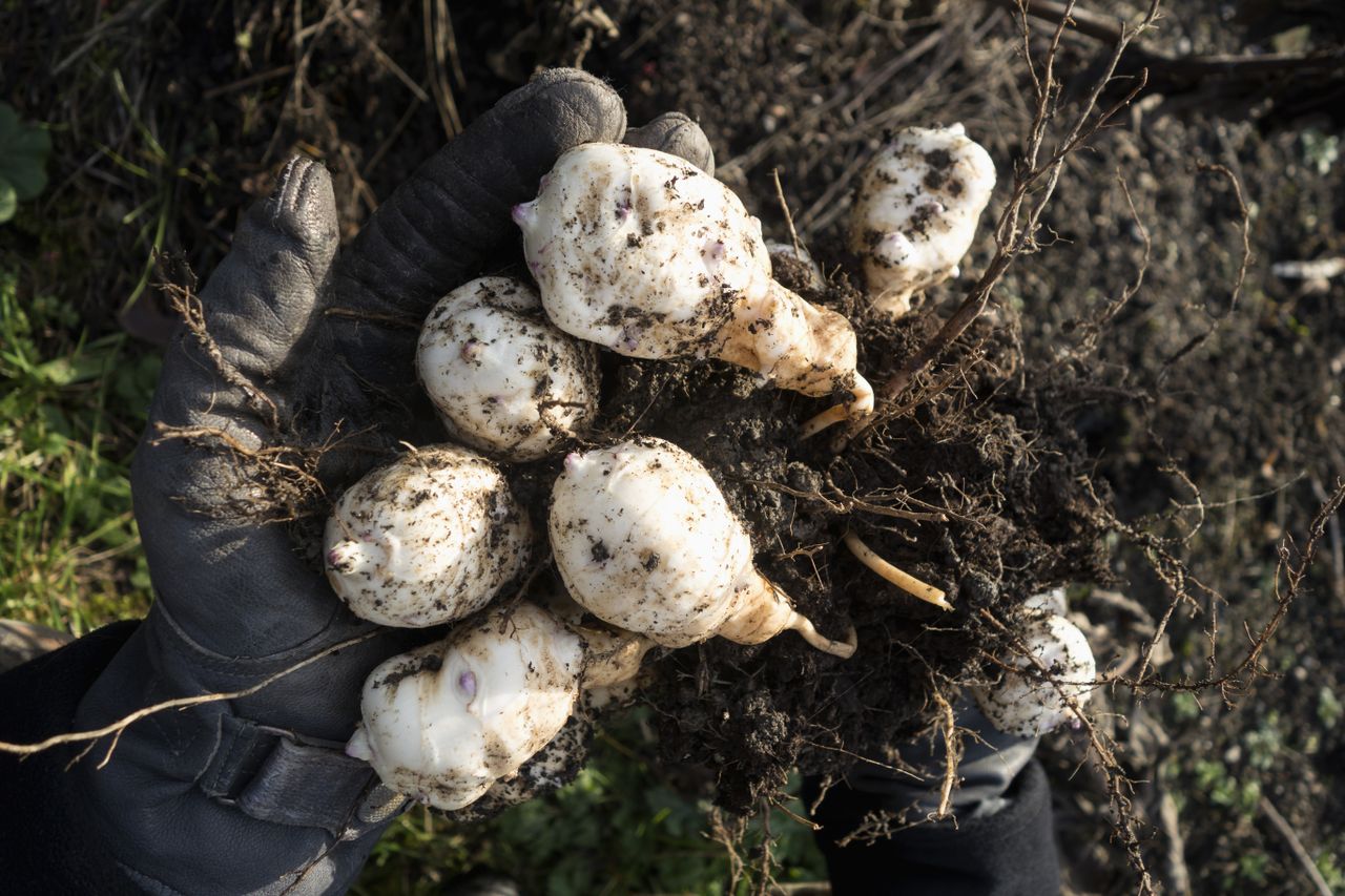 A closeup view of gloved hands holding freshly harvested plants with soil visible