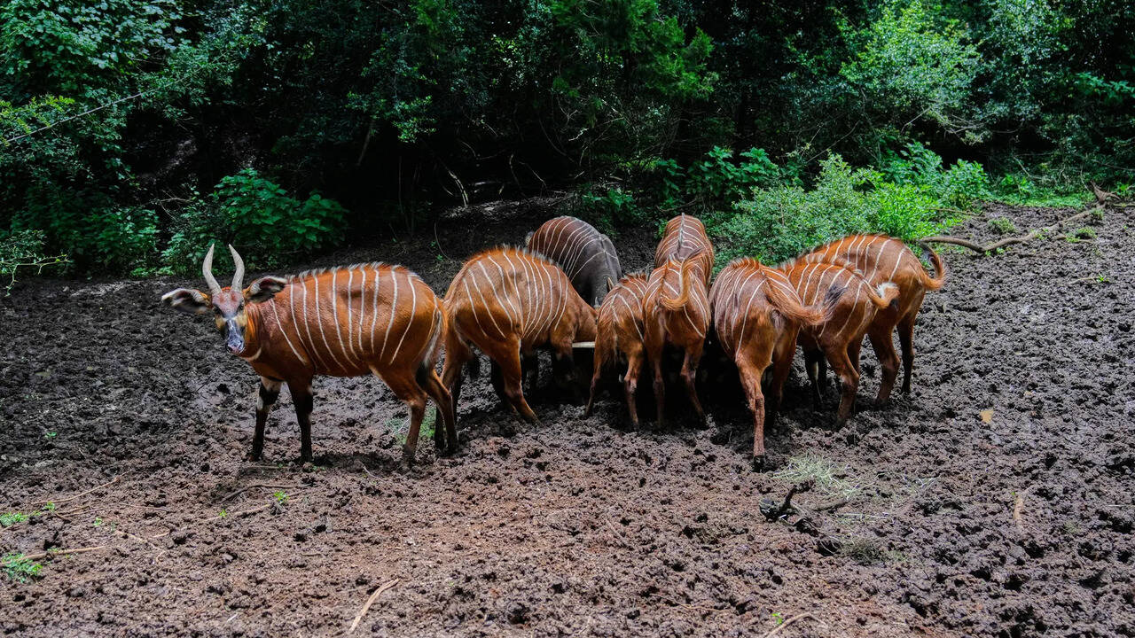 Conservationists reintroduce critically endangered mountain bongo ...