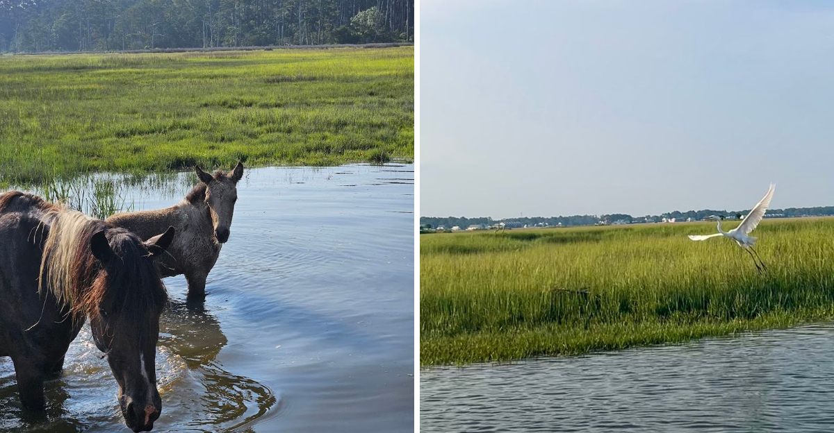 This unique Virginia boat ride feels like a Wild West adventure on the ...