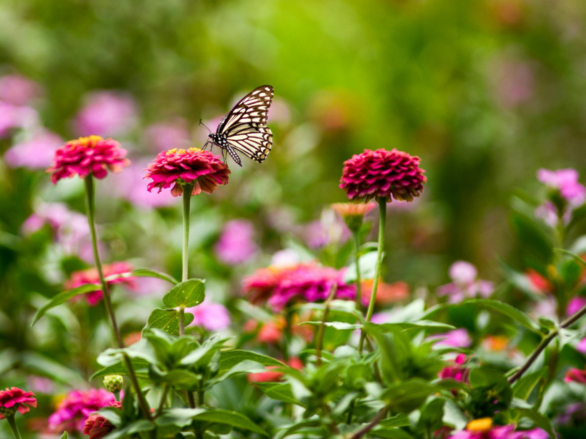 How to use baking soda as natural pest control solution & make your ...