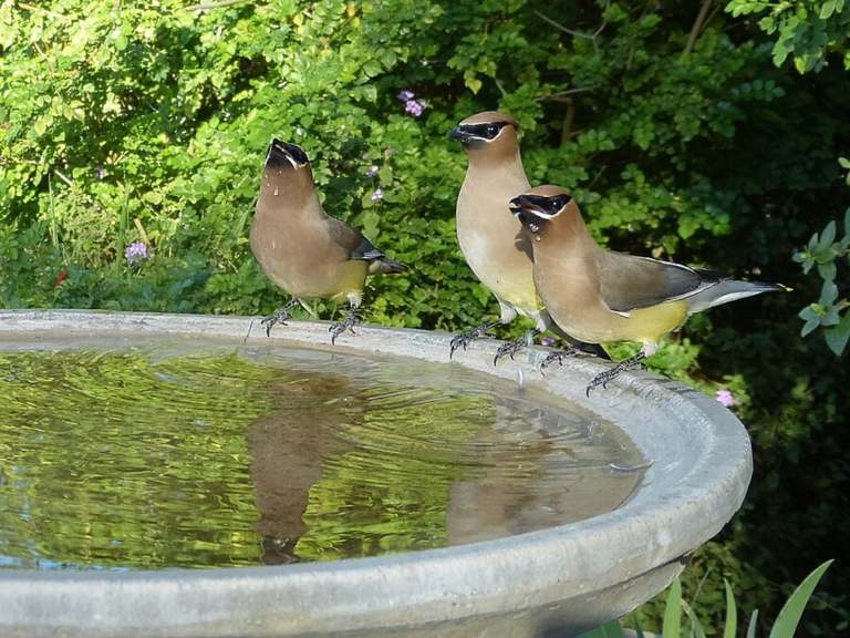 Green gunk in your birdbath? Here’s how to fix it fast