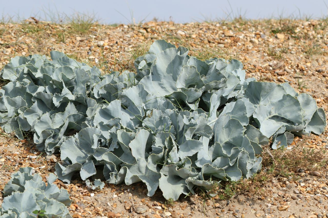 Sea kale growing in rocks.