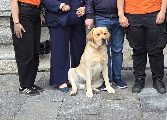 Cesano: Harry è il labrador più bello del mondo, che portamento da divo