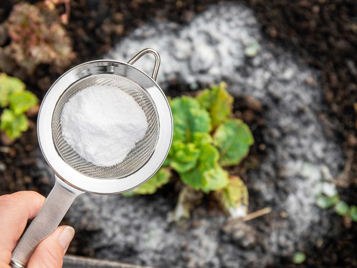 How to use baking soda as natural pest control solution & make your ...