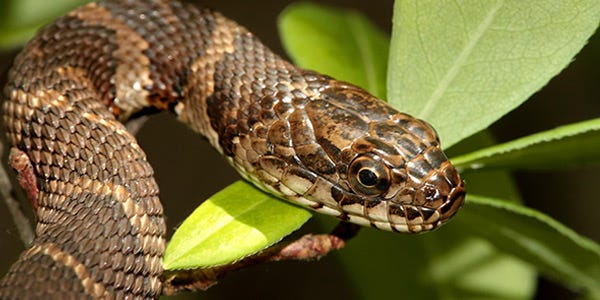 Snake-infested lakes and ponds in Delaware. What to know before you go